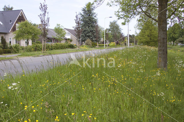 Boterbloem (Ranunculus)