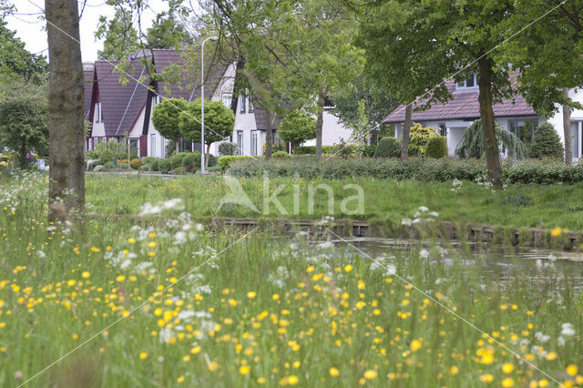 Buttercup (Ranunculus)