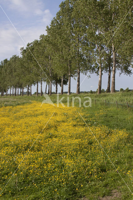 Boterbloem (Ranunculus)