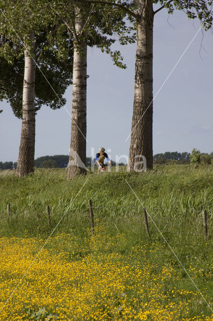 Boterbloem (Ranunculus)