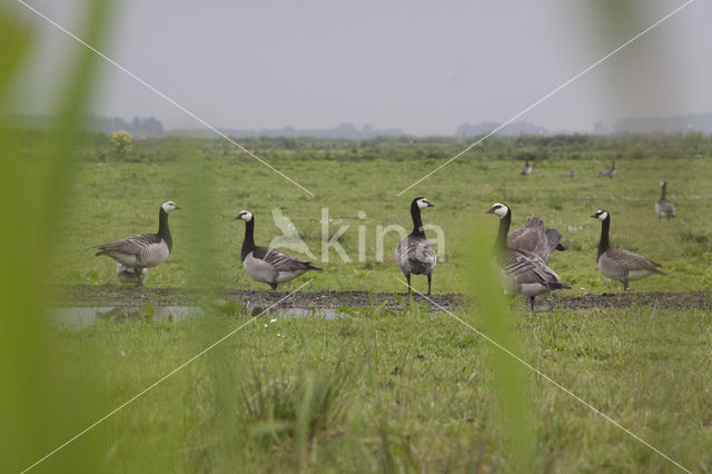 Barnacle Goose (Branta leucopsis)