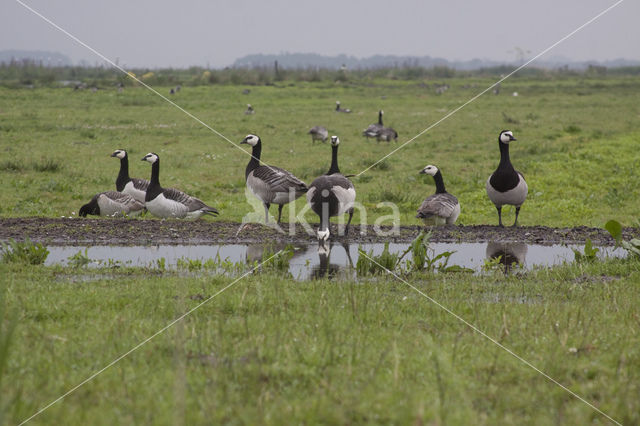 Brandgans (Branta leucopsis)