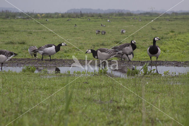 Brandgans (Branta leucopsis)