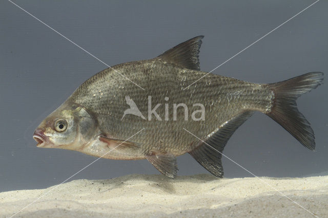 Brasem (Abramis brama)