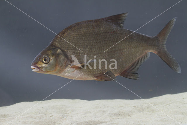 Bream (Abramis brama)