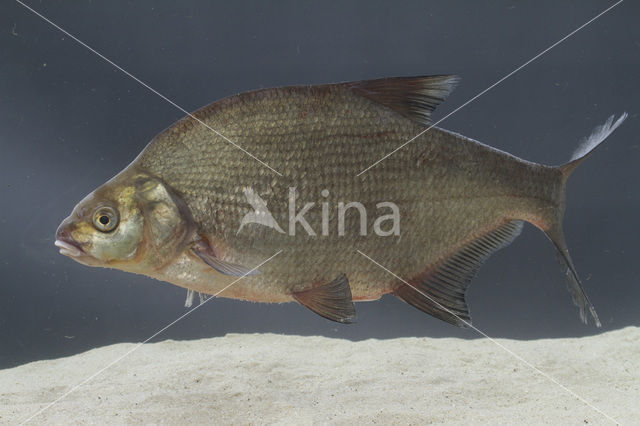 Bream (Abramis brama)