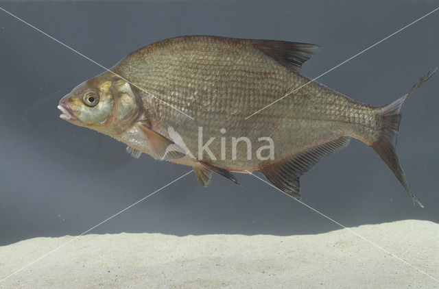 Bream (Abramis brama)