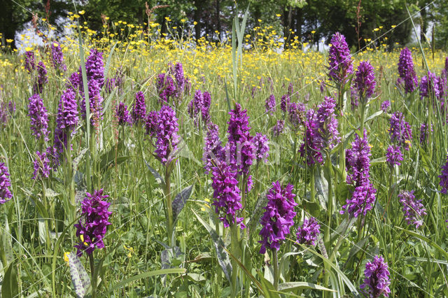 Western Marsh-orchid (Dactylorhiza majalis)