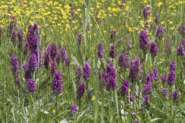 Brede orchis (Dactylorhiza majalis)