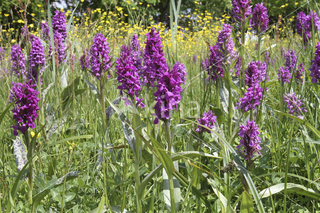 Western Marsh-orchid (Dactylorhiza majalis)