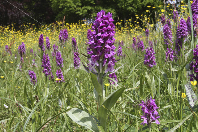 Western Marsh-orchid (Dactylorhiza majalis)