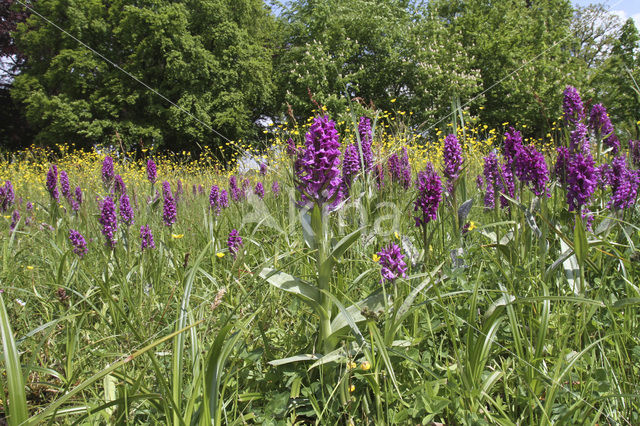 Western Marsh-orchid (Dactylorhiza majalis)