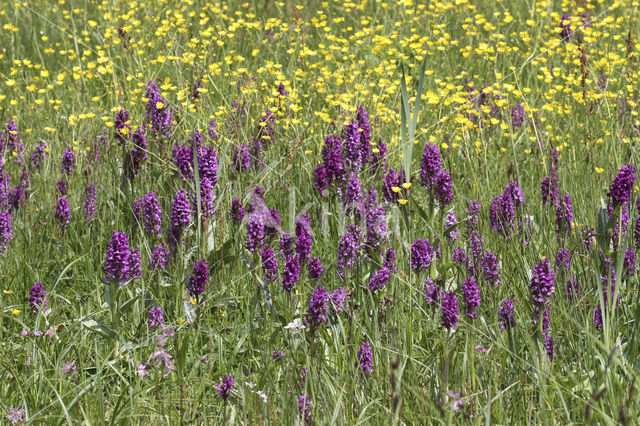 Western Marsh-orchid (Dactylorhiza majalis)