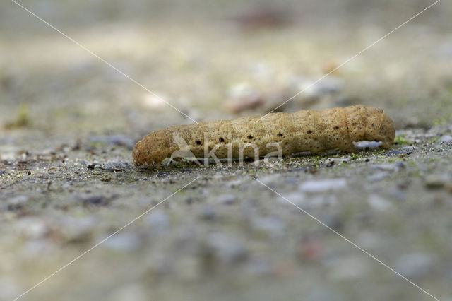 Broad-bordered Yellow Underwing (Noctua fimbriata)