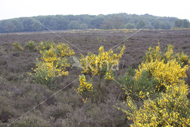 Broom (Cytisus scoparius)