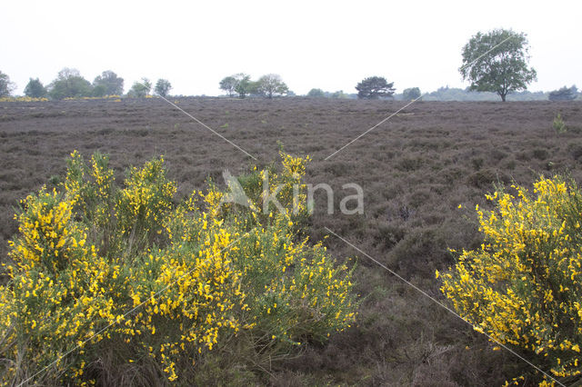 Broom (Cytisus scoparius)