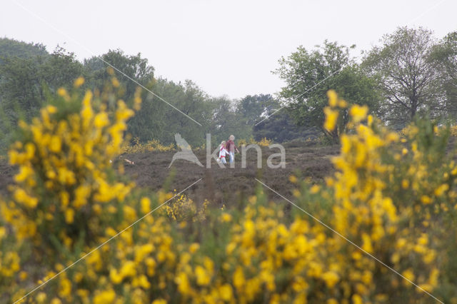 Brem (Cytisus scoparius)