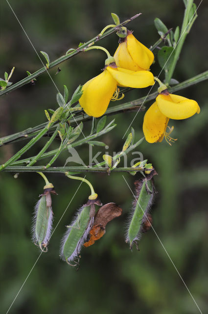 Broom (Cytisus scoparius)