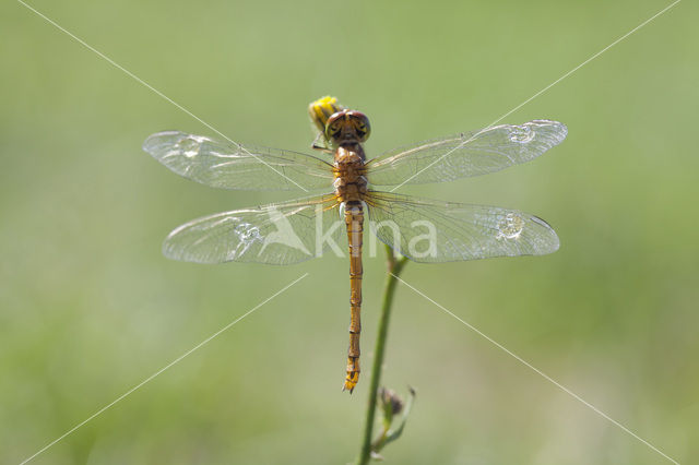 Common Darter (Sympetrum striolatum)