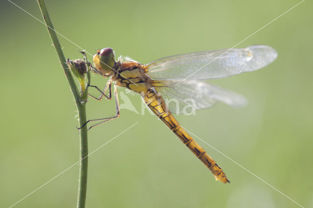 Bruinrode heidelibel (Sympetrum striolatum)