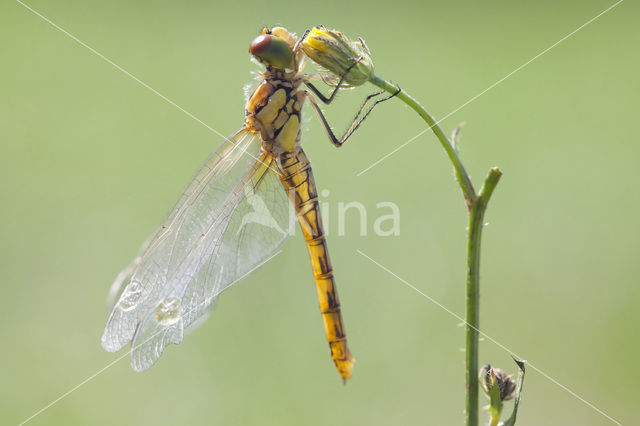 Bruinrode heidelibel (Sympetrum striolatum)