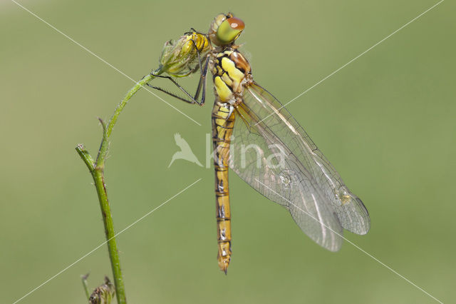 Bruinrode heidelibel (Sympetrum striolatum)