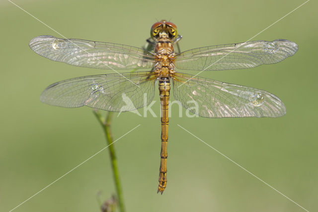 Bruinrode heidelibel (Sympetrum striolatum)