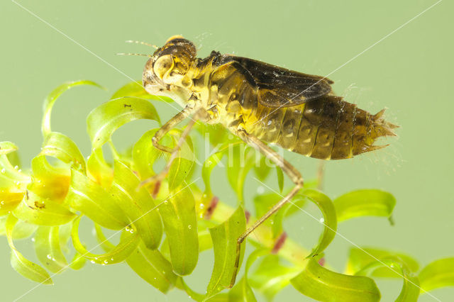 Bruinrode heidelibel (Sympetrum striolatum)