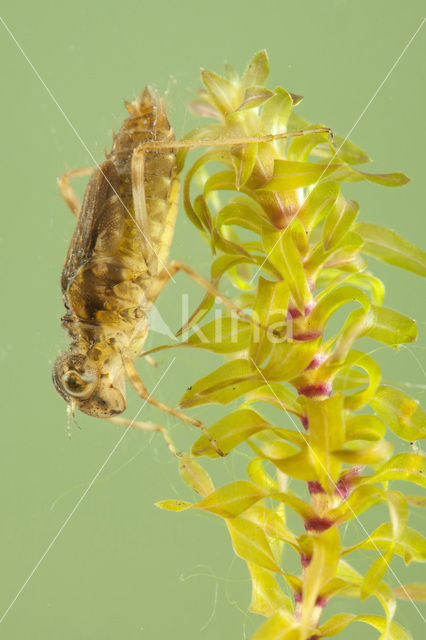 Bruinrode heidelibel (Sympetrum striolatum)