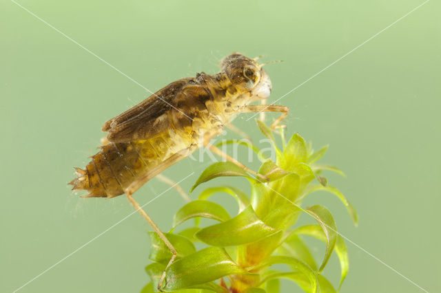 Bruinrode heidelibel (Sympetrum striolatum)