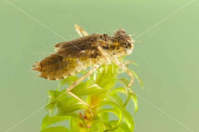 Common Darter (Sympetrum striolatum)