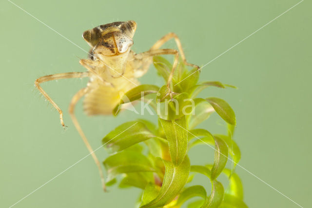 Bruinrode heidelibel (Sympetrum striolatum)