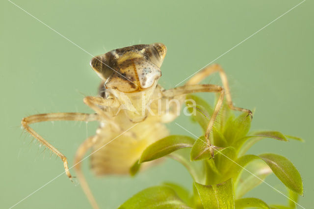 Bruinrode heidelibel (Sympetrum striolatum)