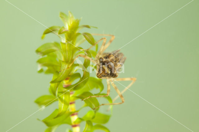 Bruinrode heidelibel (Sympetrum striolatum)