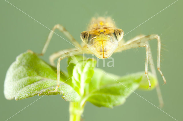 Bruinrode heidelibel (Sympetrum striolatum)