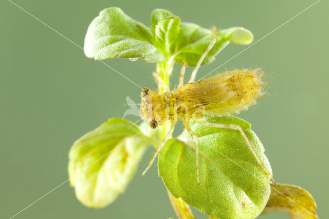 Bruinrode heidelibel (Sympetrum striolatum)