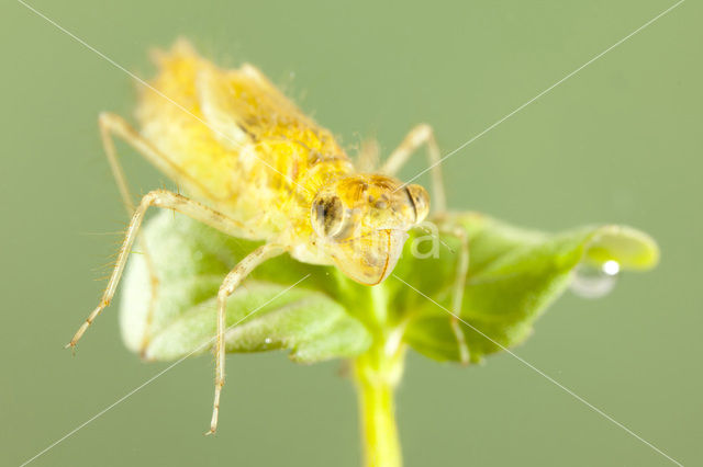 Bruinrode heidelibel (Sympetrum striolatum)