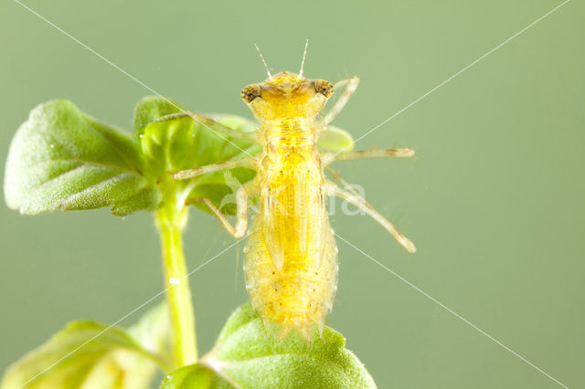 Bruinrode heidelibel (Sympetrum striolatum)