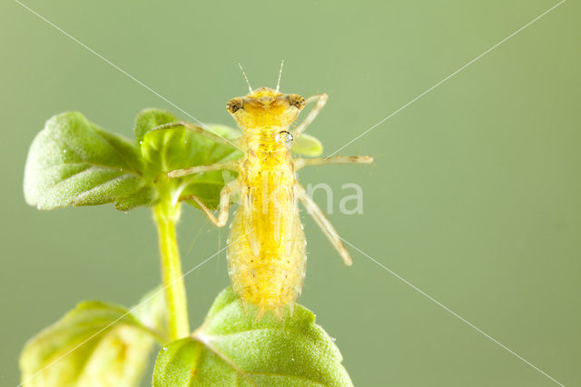 Bruinrode heidelibel (Sympetrum striolatum)