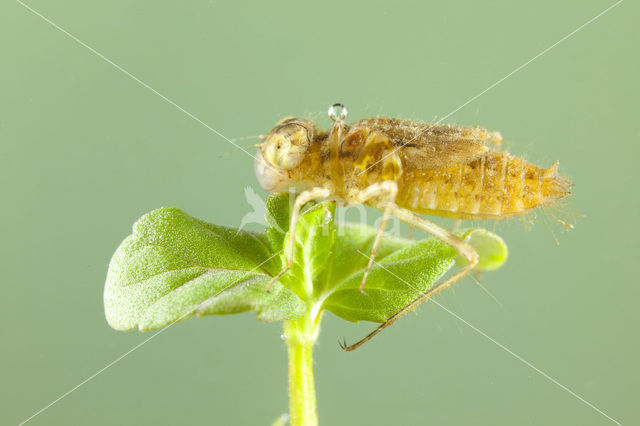 Common Darter (Sympetrum striolatum)