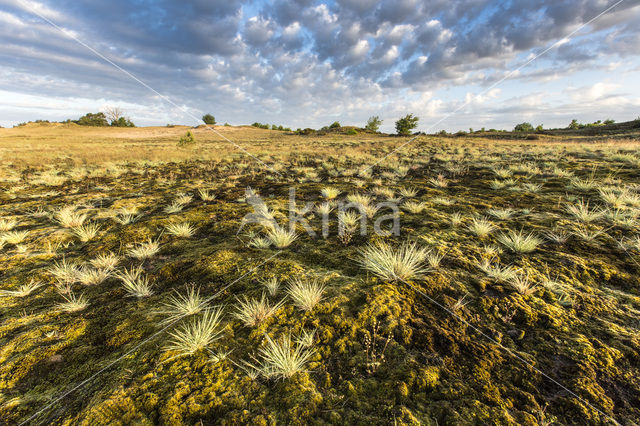 Grey Hair-grass (Corynephorus canescens)