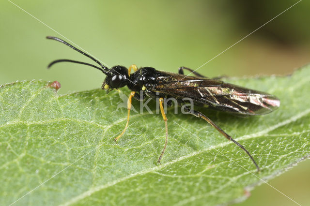 Cephus pygmeus