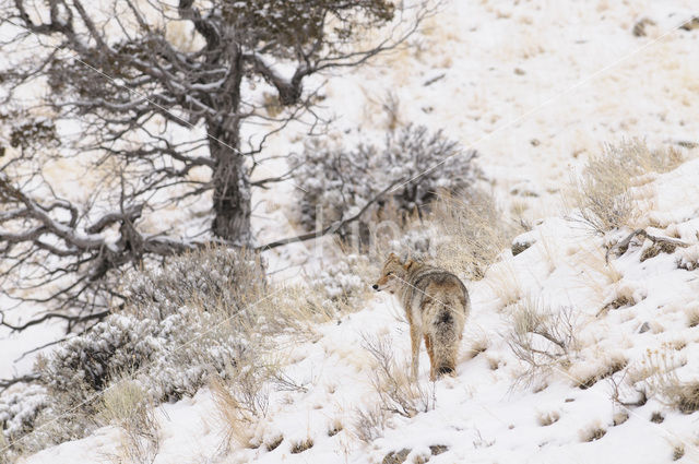 Coyote (Canis latrans)