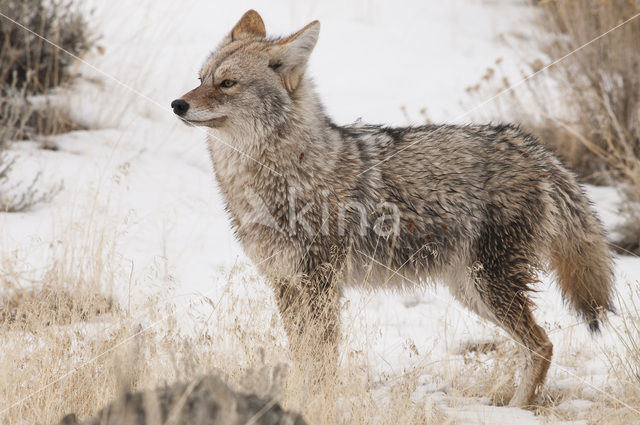 Coyote (Canis latrans)