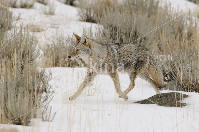 Coyote (Canis latrans)