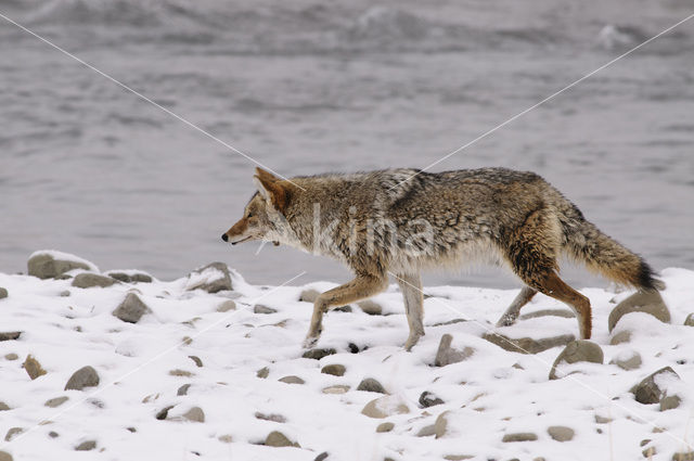 Coyote (Canis latrans)