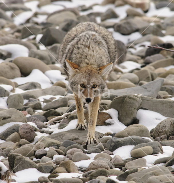 Coyote (Canis latrans)