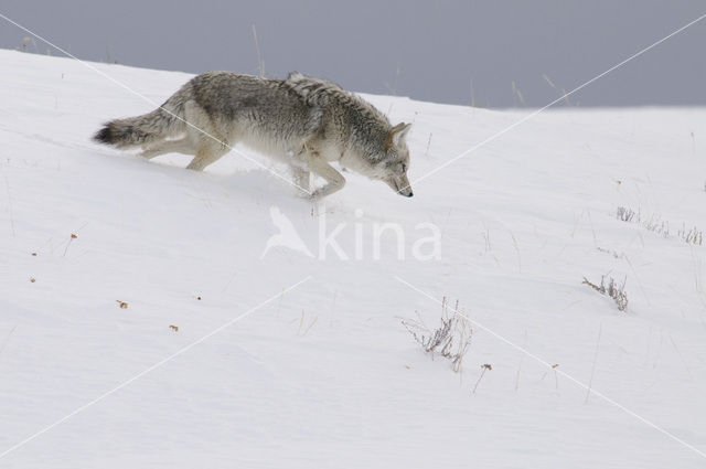 Coyote (Canis latrans)