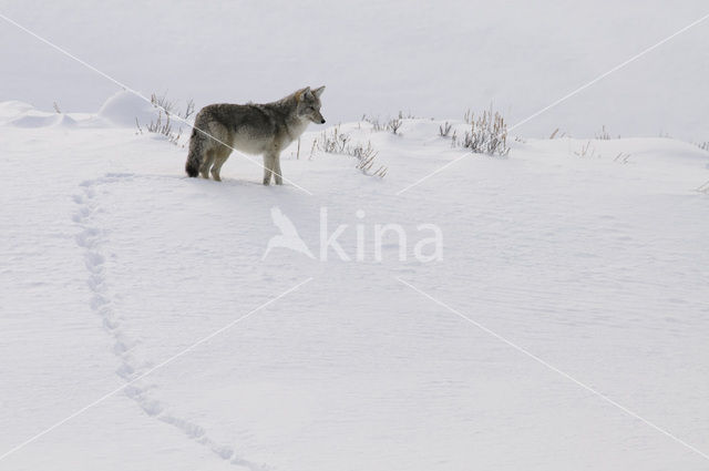 Coyote (Canis latrans)