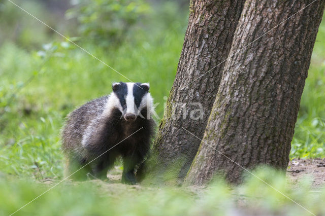 Badger (Meles meles)